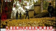 重庆秀山千年银杏身“披”黄金甲资讯高清正版视频在线观看–爱奇艺