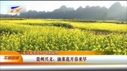 贵州兴义:油菜花开春来早资讯搜索最新资讯爱奇艺