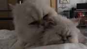 猫咪互舔 简直没眼看了生活完整版视频在线观看爱奇艺