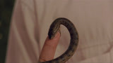狂蟒之灾：这条刚破壳的小蟒蛇就有如此威力，想想就觉得可怕
