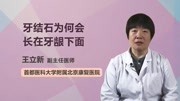 牙结石为何会长在牙龈下面 健康完整版视频在线观看爱奇艺