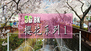 《5G 8K VR 韩国樱花体验》第20190405期5G 8K VR 樱花之旅 1原创完整版视频在线观看爱奇艺