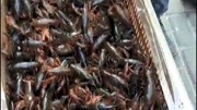 湖北特产：油焖大虾，吃虾咯，想吃的来
