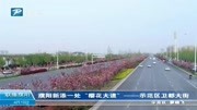 濮阳新添一处“樱花大道”——示范区卫都大街资讯搜索最新资讯爱奇艺