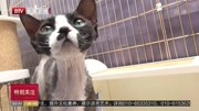 养猫人群日益增多 带动“猫咪经济”快速发展资讯高清正版视频在线观看–爱奇艺