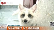 尖耳朵大尾巴众人猜测是狐狸资讯搜索最新资讯爱奇艺