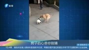 狗子的心思你别猜资讯搜索最新资讯爱奇艺