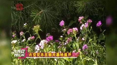 陕西：太空花卉在航天基地盛开