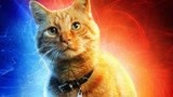 采访吸猫？外媒采访漫威新片《惊奇队长》的橘猫！