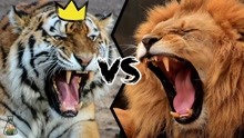 老虎VS狮子哪个会赢？就怕说出答案你不信！