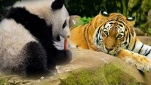 当百兽之王撞上国宝，熊猫会被吃掉吗？熊猫：老虎可没这个胆！
