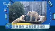 特殊服务 猛兽看管结婚证资讯高清正版视频在线观看–爱奇艺