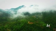 大别山的珍贵药材 药中上品茯苓纪录片高清正版视频在线观看–爱奇艺