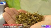 婆婆买菜花了5千元?酱油掺水变“药酒”,假苗药诈骗团伙栽了资讯搜索最新资讯爱奇艺