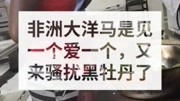 非洲大洋马是见一个爱一个,又来骚扰黑牡丹了搞笑完整版视频在线观看爱奇艺