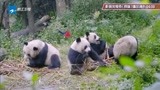 《锋味》特别节目，这次不做人吃的菜了，改做大熊猫的食物