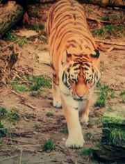 2019-12-05期北极熊和大熊猫是另类2019-12-05期雄海豹和50只雌老虎滩的v另类语图片
