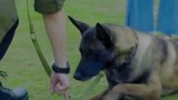 战狼犬：武鹏一看便知狼狗不简单，一番口令，它竟做得如此标准！
