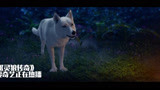 灵狼传奇：白狼的秘密被发现，竟然能变成人，男孩生气了
