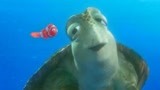 海底总动员：小丑鱼一战成名，小乌龟对他万分倾慕，跑来集体围观