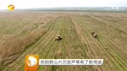 岳阳君山六万亩芦苇有了新用途资讯搜索最新资讯爱奇艺