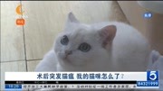 术后突发猫瘟 我的猫咪怎么了?资讯搜索最新资讯爱奇艺