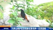 九岭山保护区发现新纪录鸟种一白顶溪鸲资讯搜索最新资讯爱奇艺