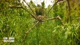 金刚：巨型蜘蛛，腿长超过十层楼，人类在蜘蛛面前真是脆弱