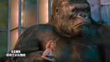 金刚：猩猩有时比人更懂爱，他一定不会让心爱的女人受伤！