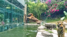 野生动物园原来是这样喂老虎的，今天算是见识到了！