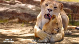 狮子王：狮子妈妈用舌头帮小辛巴洗澡，太有爱了，洗得太干净了！