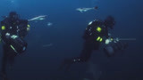 深海狂鲨3：大伙潜入深海 看上去状况一切安好