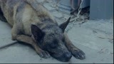 战狼犬：狗主人欠债逃跑，狗狗门口等候，竟被人举报抓走！