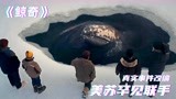 真实事件电影《鲸奇》：3头灰鲸被困冰下，苏联罕见答应与美联手