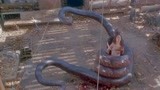 狂蟒之灾：老头用伙伴做诱饵，引来大蟒蛇，下一秒自己却遭了殃