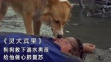 狗狗不仅救下溺水的主人，还为他做心脏复苏，《灵犬宾果》（上）