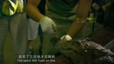 《百万巨鳄》：胖子用手触摸，这下被咬了吧，鳄鱼真不能碰呀
