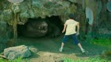 百万巨鳄：小男孩挑逗鳄鱼，却不知危险重重