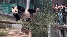 大熊猫魔性擦屁股出圈成顶流 动物园：属正常蹭痒行为