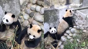 两只大熊猫挤在一起啃竹子！期间不时捡竹子互相分享，画面太有爱