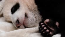 熊猫基地:大熊猫＂宝新＂初诊急性重症胰腺炎，终因多器官衰竭离世