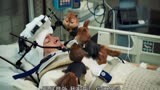 《鼠来宝2》：埃文害戴夫住院，三兄弟还吵吵闹闹，笑死了