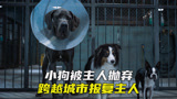 小狗被主人弃养，横跨半个国家报复狗主人，喜剧《复仇狗联盟》