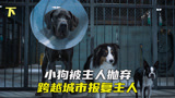 小狗被主人弃养，横跨半个国家报复狗主人，喜剧《复仇狗联盟》下