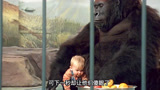 一个婴儿被人贩子拐卖，没想到却被一只猩猩救下《小鬼当街》