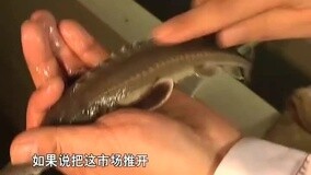 線上看 鱘魚：渾身都是寶 (2015) 帶字幕 中文配音，國語版