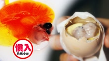 第5集 震精！探秘中国十大恐怖小吃“鸡仔胎”