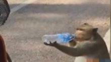霸气猴子挡住司机车辆抢水喝