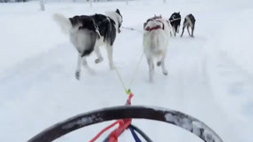 ดู ออนไลน์ 《另一个我》独家花絮：霸气！雪橇犬集体出动 (2016) ซับไทย พากย์ ไทย