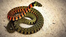 史上最致命的毒蛇 被列为十大毒蛇之一！
